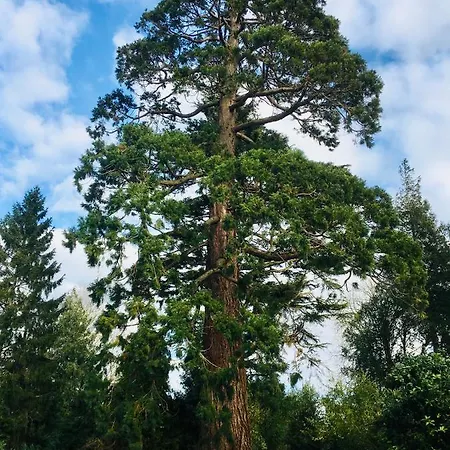 Sequoia Centre Historique